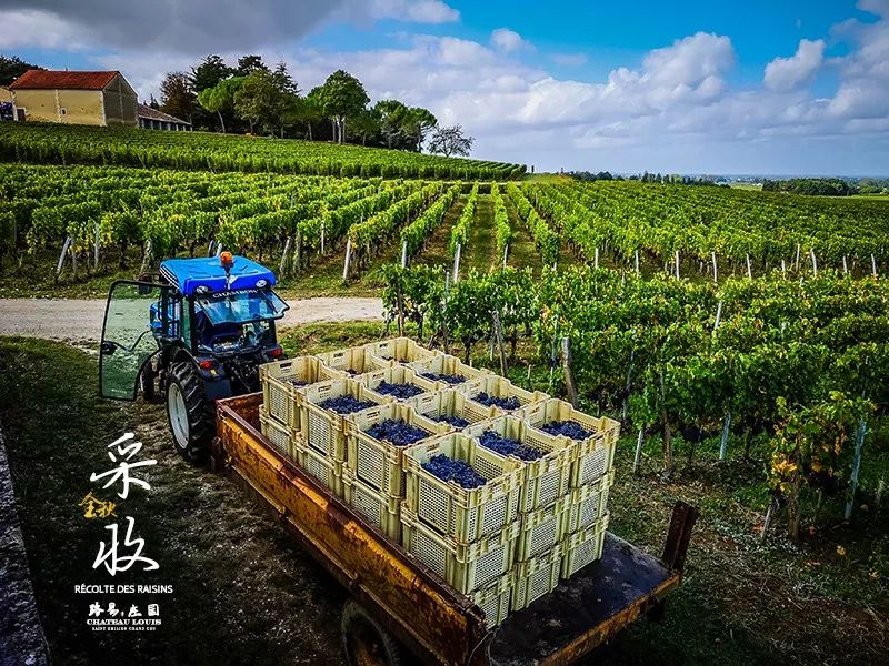 如何描述红葡萄酒的口感？