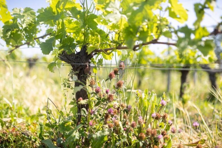 “皇室之酒”不只是个故事：它为路易红酒设定了怎样的品质标准？