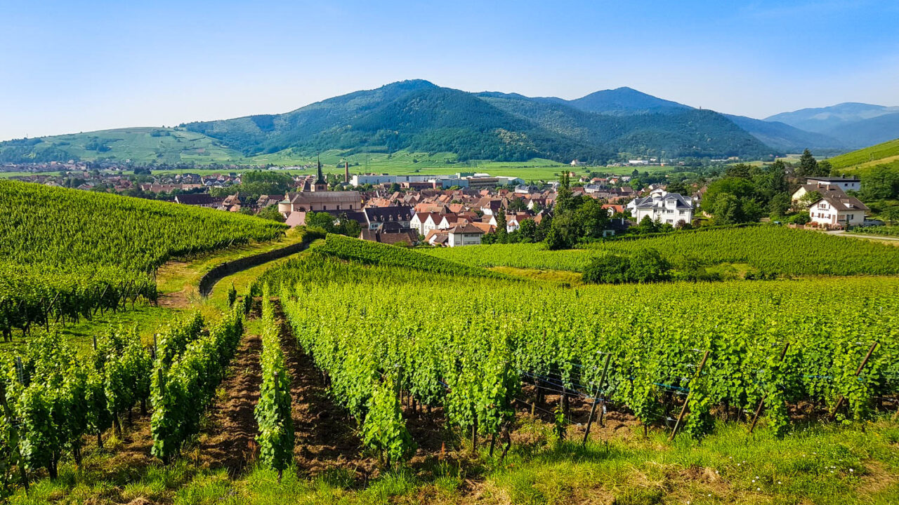 法国最美酒乡- 阿尔萨斯特级葡萄园面面观- Asia Wine Service & Education Centre 亞洲侍酒及教育中心