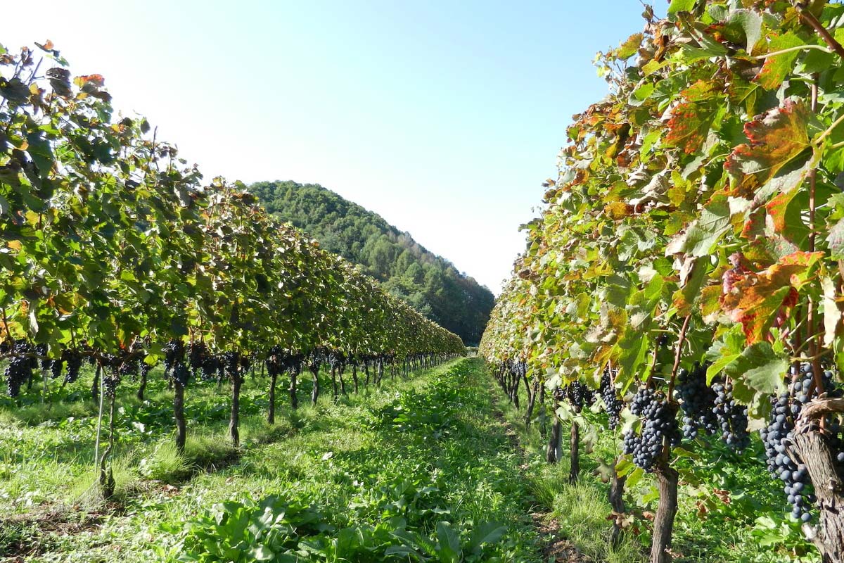 桔梗原葡萄酒庄园